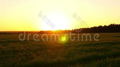 日落背景下的草地。 田间的小麦胚芽.. 平静的场面。